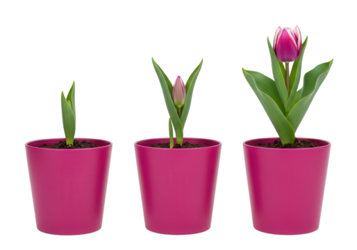 Tulip growing stages in pink pots isolated PNG with Transparent Background