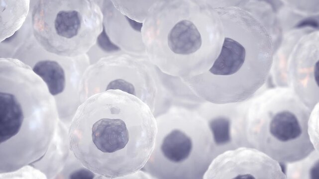 Mesenchymal stem or stromal cells (MSC). Embryonic stem cells concept. Targeting cancer with engineered mesenchymal stem cells. MSC based immunotherapy and cancer treatment
