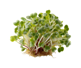 Growing microgreens gardening tips home plant care natural environment view isolated on transparent background, png