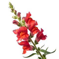 Vibrant Red Snapdragons Blossoming in Full Bloom