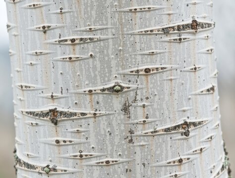Close up of bark on a quaking aspen tree trunk showing lenticels