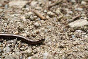 Snake lies in the sun and lurking for prey