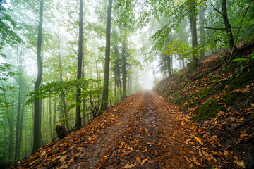 Herbstliche Wanderwege im Pfälzerwald bei Edenkoben mit Nebel, Moos und Farn in mystischer...