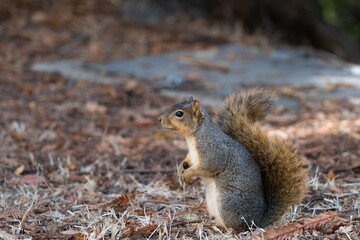 Fox squirrel stands alert on a forest floor covered in dry leaves. Sciurus niger.