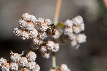 Close-up of a bee pollinating white flowers with a blurred background.