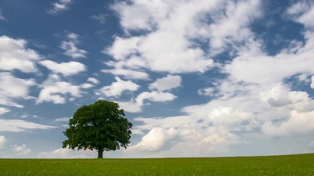 Zeitraffer von Cumulus Sch&ouml;nwetterwolken hinter einer Eiche als Einzelbaum im Fr&uuml;hling
