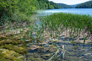 Reeds on the shore of a lake with forest