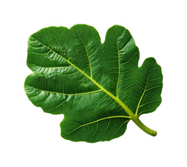 Vibrant green fig leaf in natural showcasing intricate details and texture isolated on transparent background, png