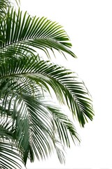 Close-up of vibrant tropical palm fronds against a pure white background