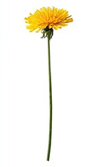 Naklejka premium Bright yellow dandelion flower, tall stem, isolated