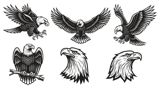 eagle images clip art