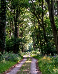 Serene forest path winding through lush greenery