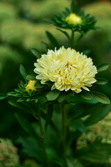 Flowering yellow aster in the garden. Autumn flowers. Floral background.