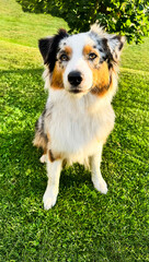 Australian Shepherd with Heterochromia Sitting Attentively on Green Lawn