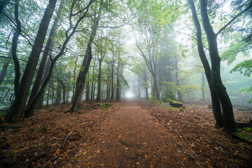 Naklejka premium Herbstliche Wanderwege im Pfälzerwald bei Edenkoben mit Nebel, Moos und Farn in mystischer Stimmung an der Lolusruhe