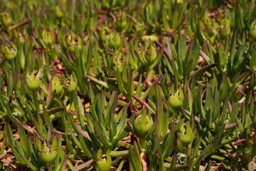 Succulent Midday Flower on a beach in southern France
