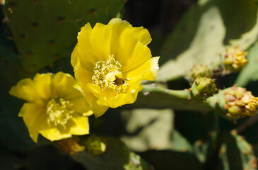 Yellow cactus blossom in summer