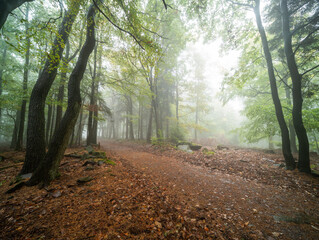 Obraz premium Herbstliche Wanderwege im Pfälzerwald bei Edenkoben mit Nebel, Moos und Farn in mystischer Stimmung an der Lolusruhe