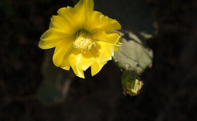 Yellow cactus blossom in summer