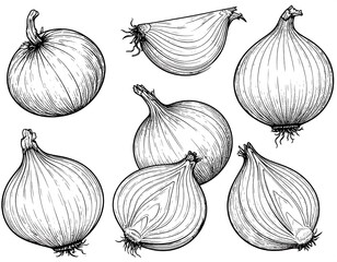 Hand-drawn illustration of various onions
