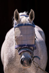 White Horse Wearing Protective Fly Mask and Halter. The mesh mask shields the eyes and face from insects, ensuring comfort and safety in a stable or paddock.