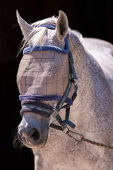 White Horse Wearing Protective Fly Mask and Halter. The mesh mask shields the eyes and face from insects, ensuring comfort and safety in a stable or paddock.