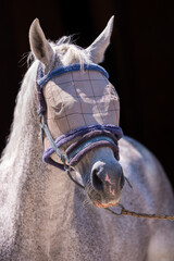 White Horse Wearing Protective Fly Mask and Halter. The mesh mask shields the eyes and face from insects, ensuring comfort and safety in a stable or paddock.
