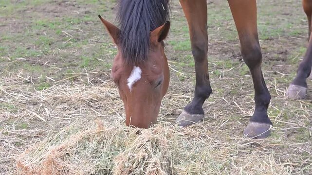Cavallo che mangia in aperta campagna