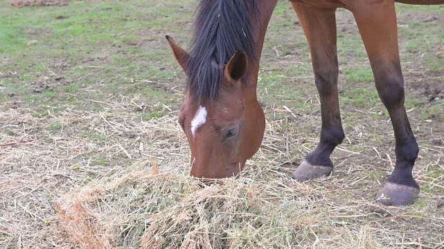 Cavallo mangia il fieno sul prato