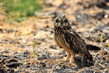 Short-eared Owl resting under shade at Rann of Kutch