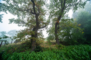 Verträumte Herbststimmung an der Triefenbachanlage in Edenkoben mit Nebel, Lichtspiel und...