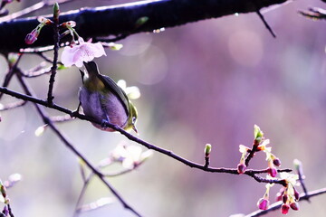 咲始めの桜とメジロ