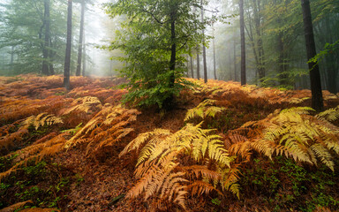 Herbstliche Wanderwege im Pfälzerwald bei Edenkoben mit Nebel, Moos und Farn in mystischer...