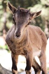 Cabra bebé en el monte