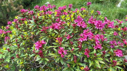 Alpine rose rhododendron plant blooms pink in summer