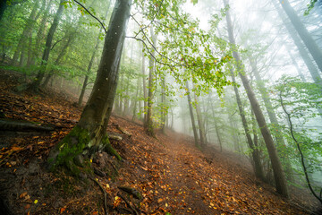 Herbstliche Wanderwege im Pfälzerwald bei Edenkoben mit Nebel, Moos und Farn in mystischer...