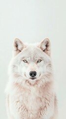 Fototapeta premium White Wolf Stares Calmly, Arctic Animal with Pale Fur, Isolated Against Light Background, Cold Climate Creature