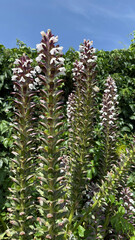 Prickly Hogweed Acanthus white-flowered
