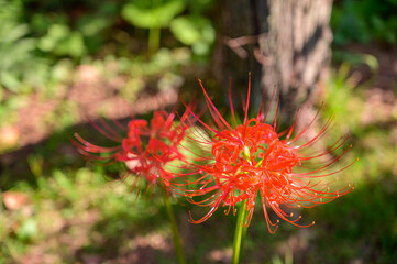 赤い彼岸花のアップ