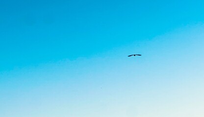 Seagull flying over calm sea and clear blue sky