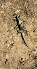 Dead gecko in southern France