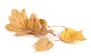 Naklejka premium On a white background are depicted three yellow leaves fallen down in 3D perspective, oak, aspen and poplar. Autumn season concept for web banner template page design.