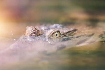 Crocodile head barely above the water