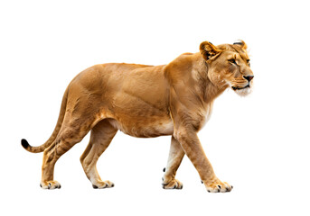 Obraz premium African Lioness: Majestic Creature of the Savannah