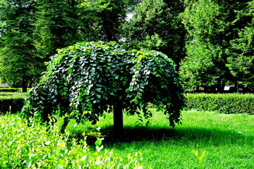 Arbre taillé en forme d'éléphant dans un parc.