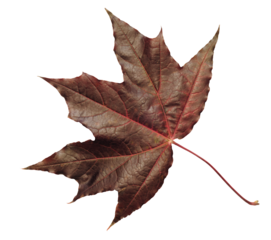 Autumn maple dark brown isolated on white background as element of autumn banner template page design, top view