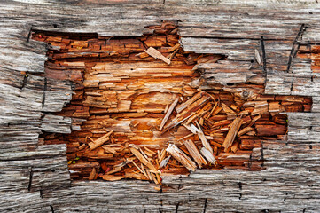 Close-up view of weathered wood showing peeling layers and vibrant brown splinters in a rustic outdoor environment under natural light.