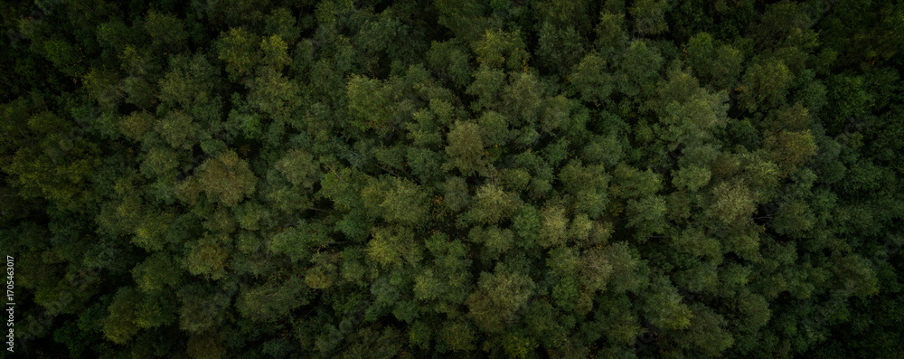 Poster aerial view of green summer forest with spruce and pine trees forest view from above, aerial top vie