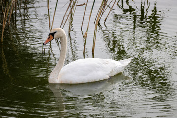 swan on the lake