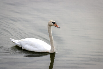 swan on the lake